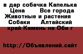 в дар собачка Капелька › Цена ­ 1 - Все города Животные и растения » Собаки   . Алтайский край,Камень-на-Оби г.